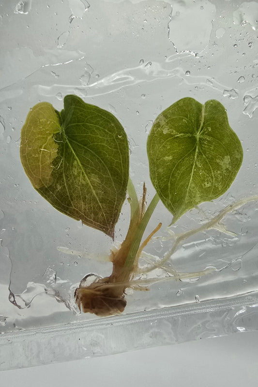 Alocasia Cuprea Golden Latte Variegata