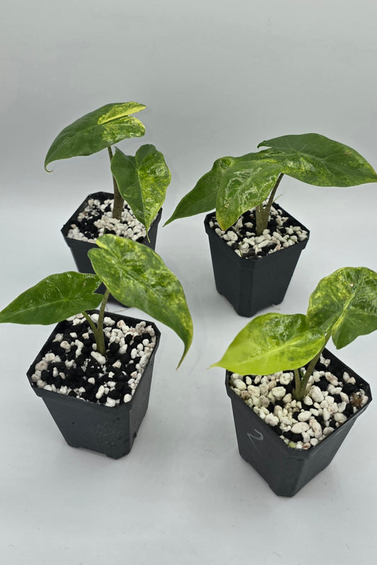 Alocasia Portodora Aurea Variegata