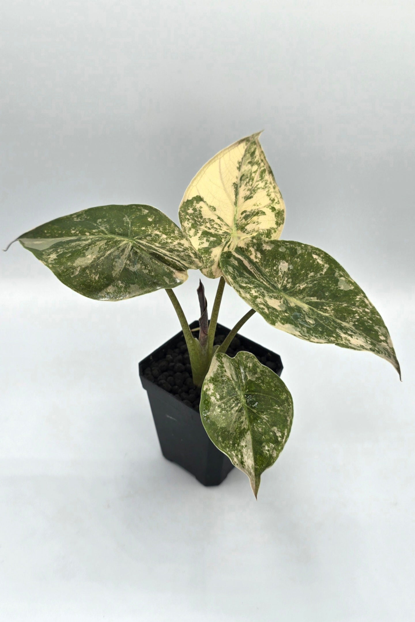 Alocasia Wentii Pink Albo Variegata Freie Auswahl
