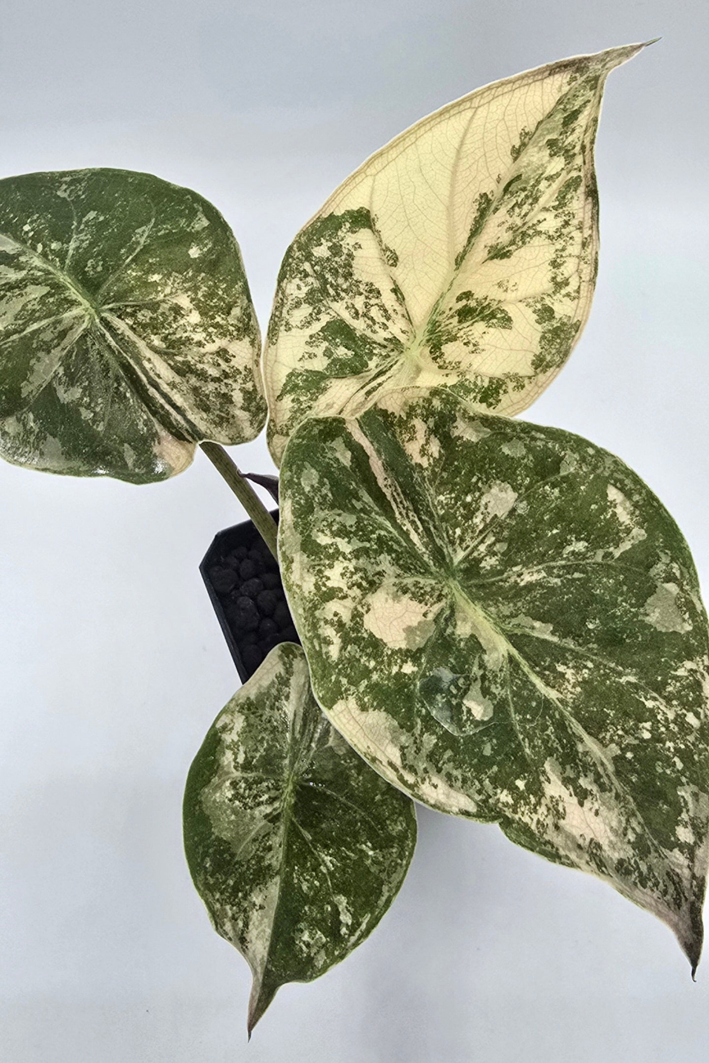 Alocasia Wentii Pink Albo Variegata Freie Auswahl