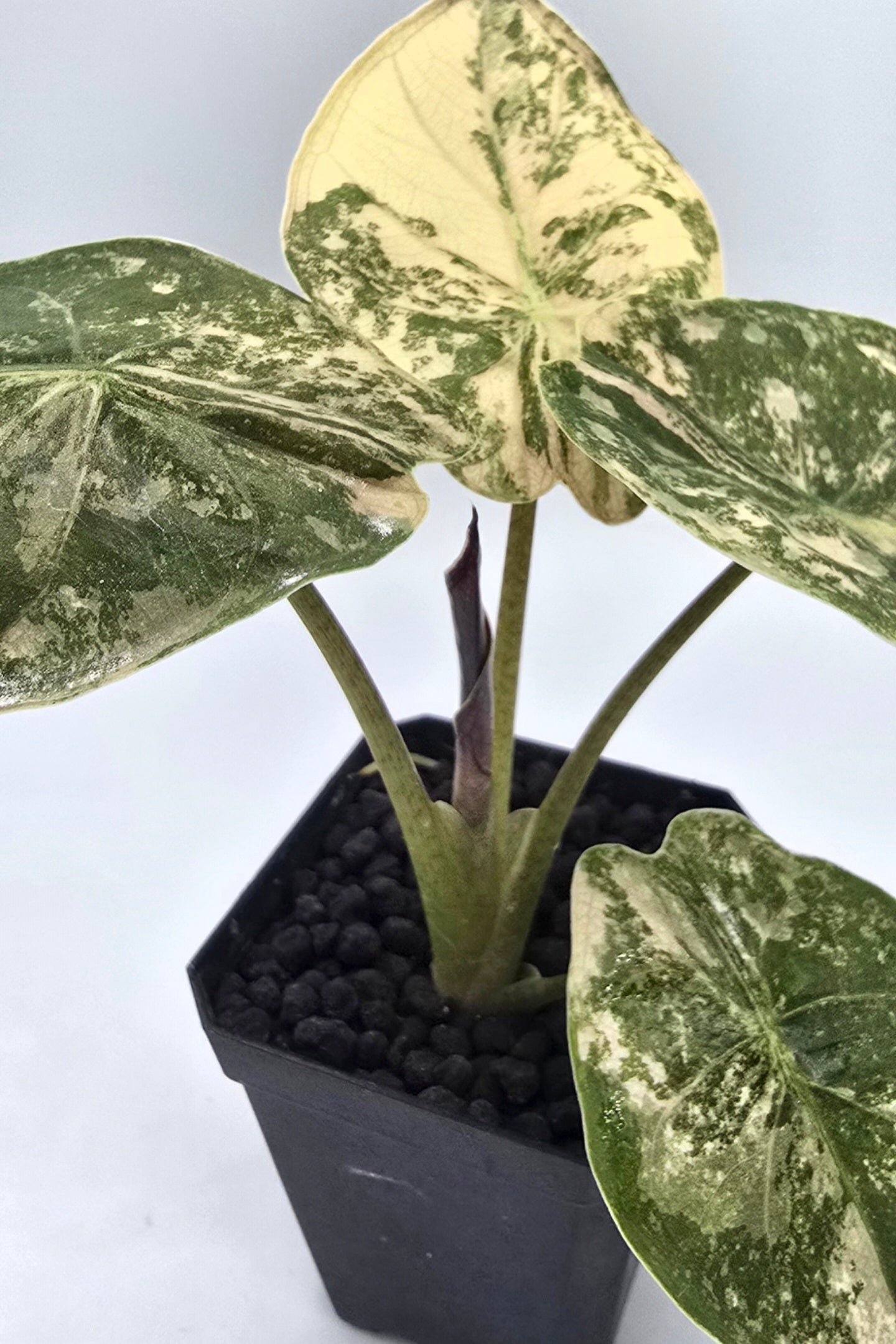 Alocasia Wentii Pink Albo Variegata Freie Auswahl