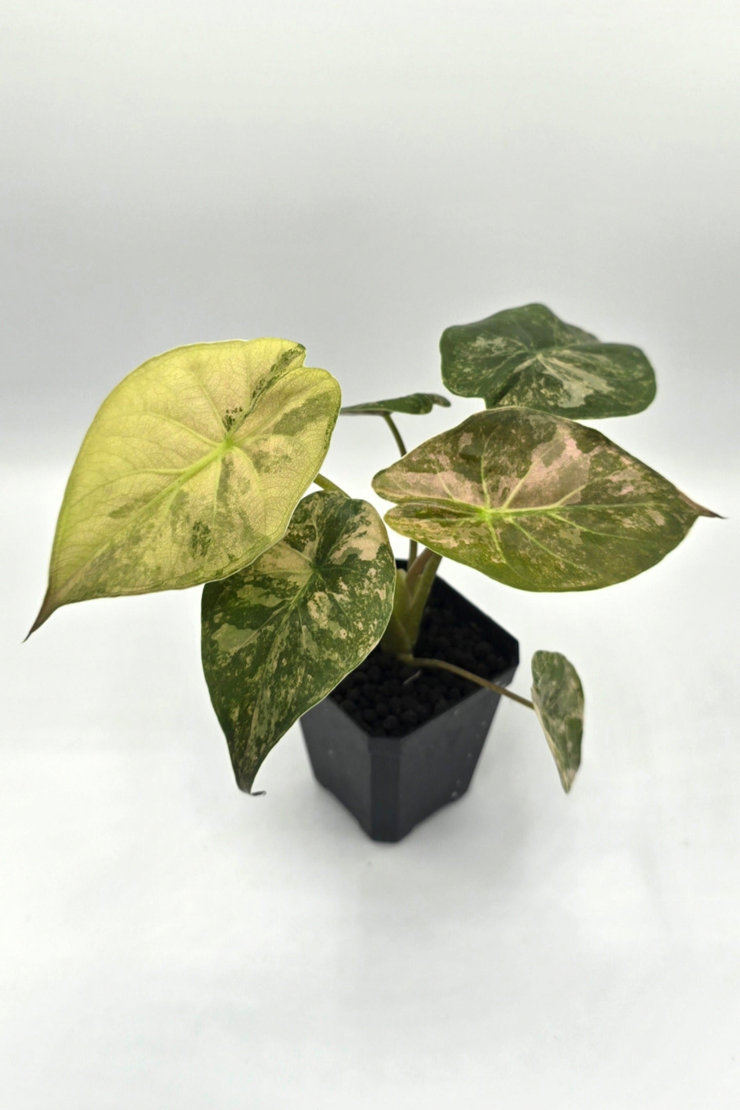 Alocasia Wentii Pink Albo Variegata Freie Auswahl