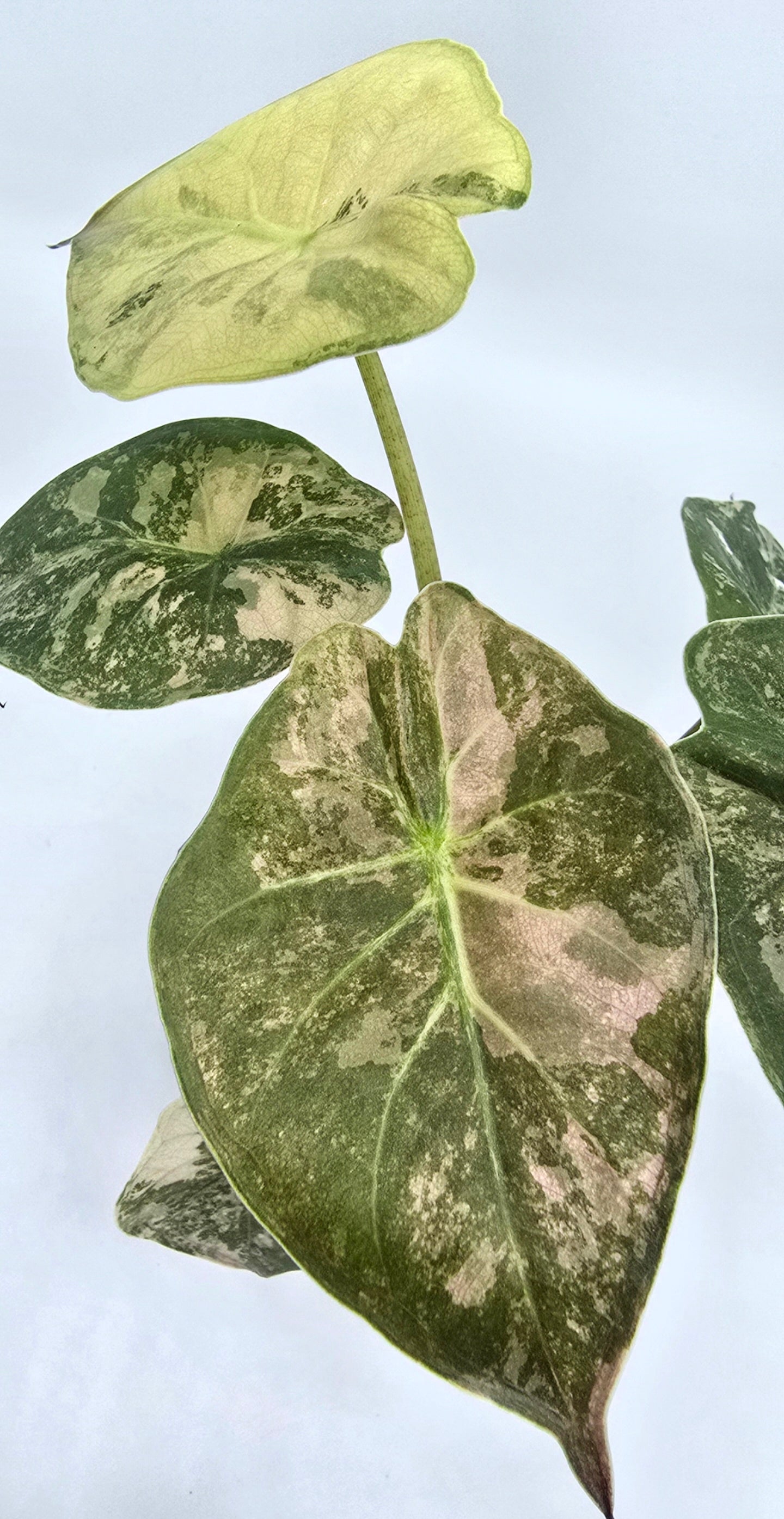 Alocasia Wentii Pink Albo Variegata Freie Auswahl