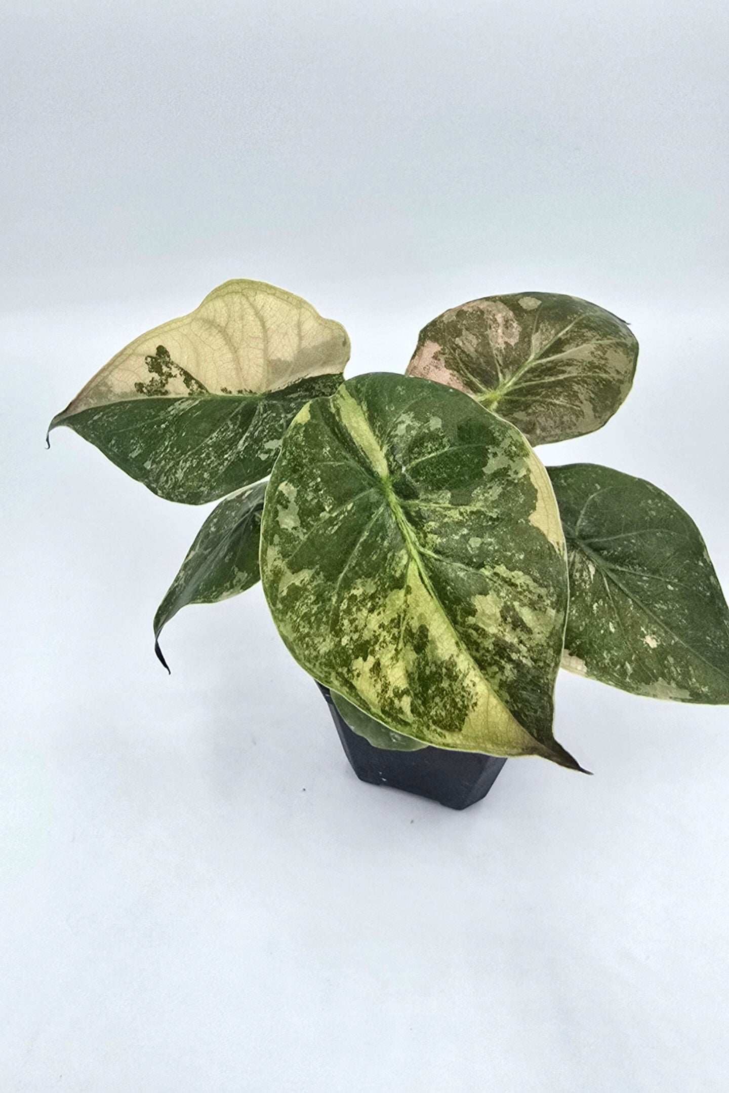 Alocasia Wentii Pink Albo Variegata Freie Auswahl