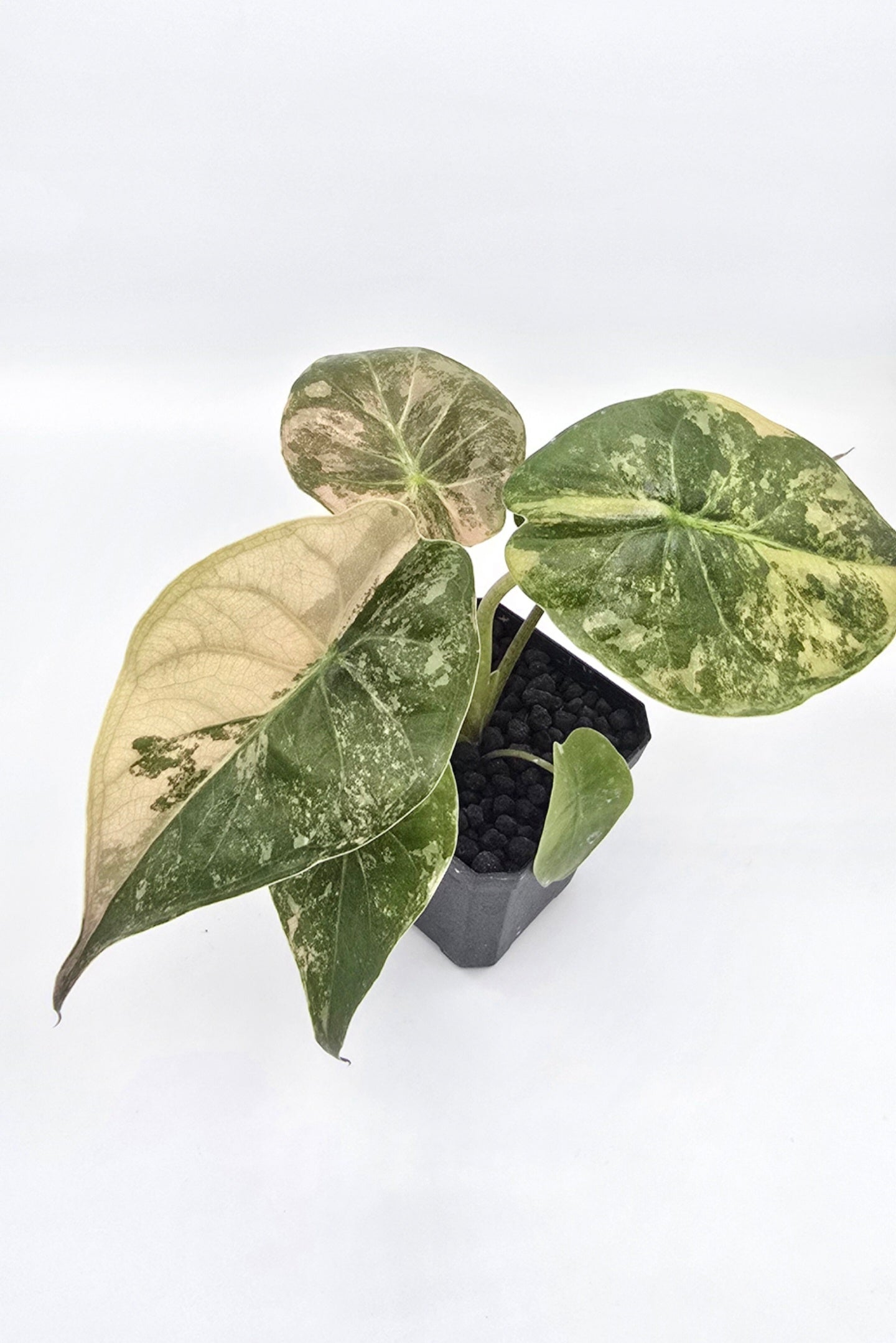 Alocasia Wentii Pink Albo Variegata Freie Auswahl