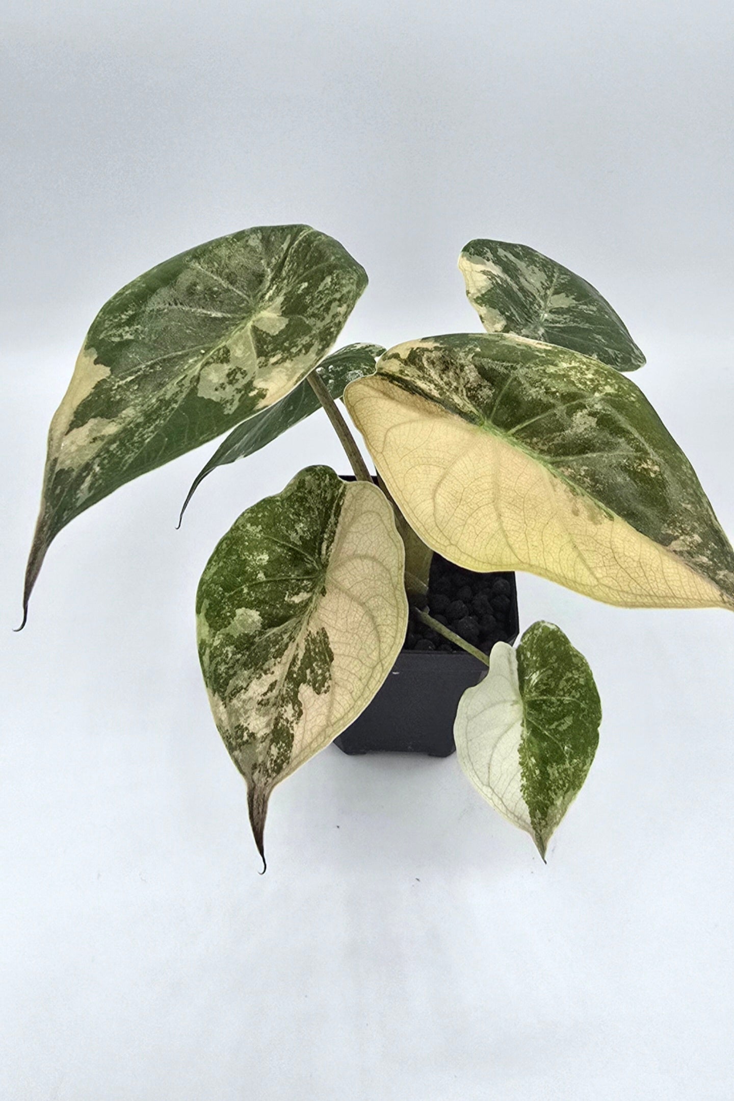 Alocasia Wentii Pink Albo Variegata Freie Auswahl