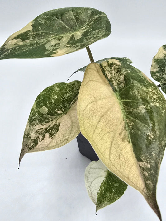Alocasia Wentii Pink Albo Variegata Freie Auswahl