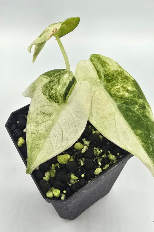 Alocasia Watsoniana Glossy Surface Variegata