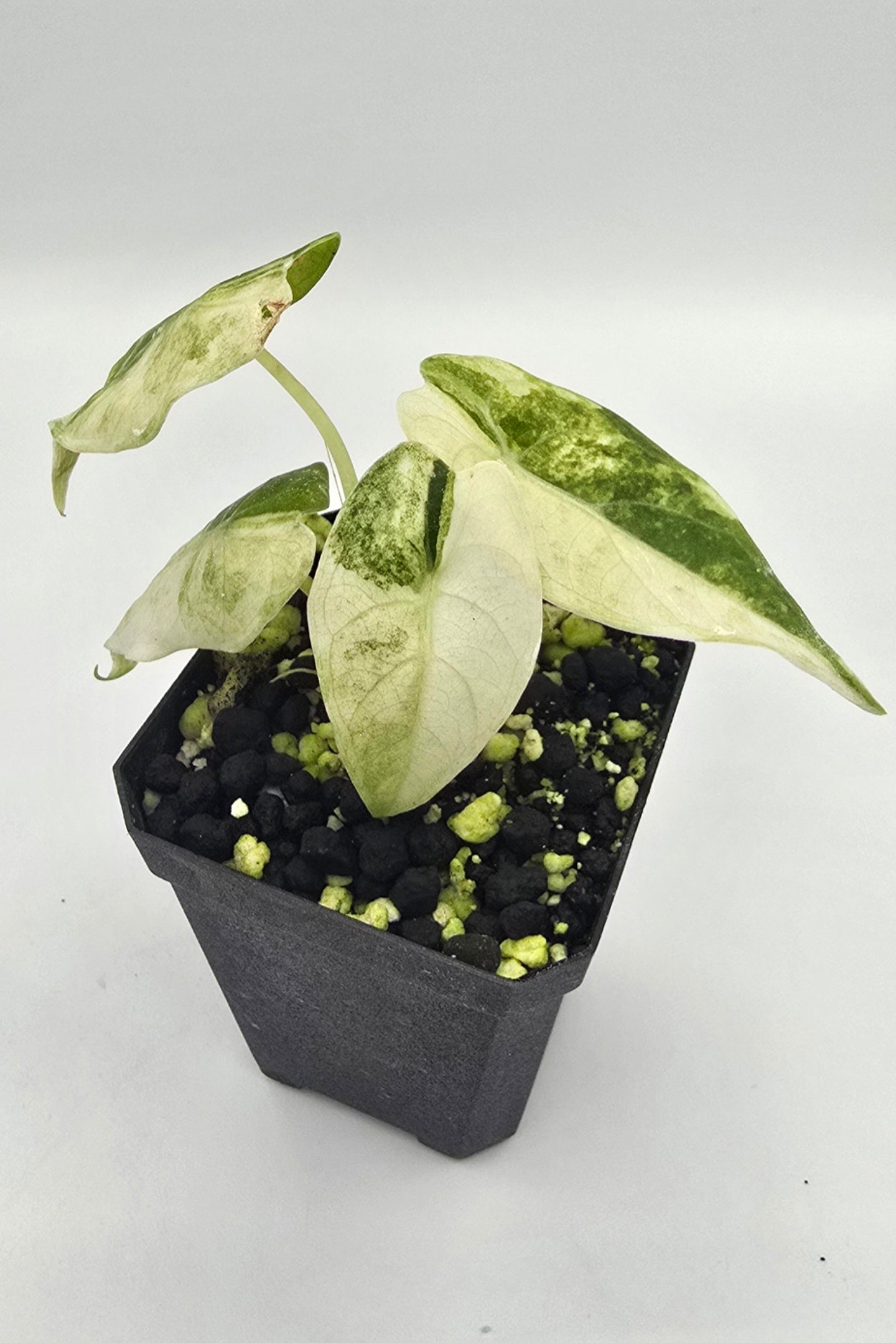 Alocasia Watsoniana Glossy Surface Variegata