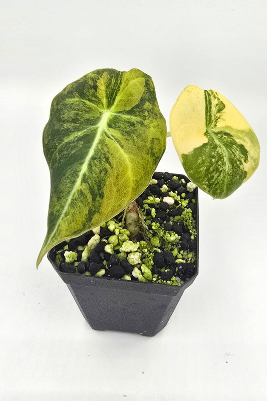 Alocasia Black Velvet Aurea Variegata