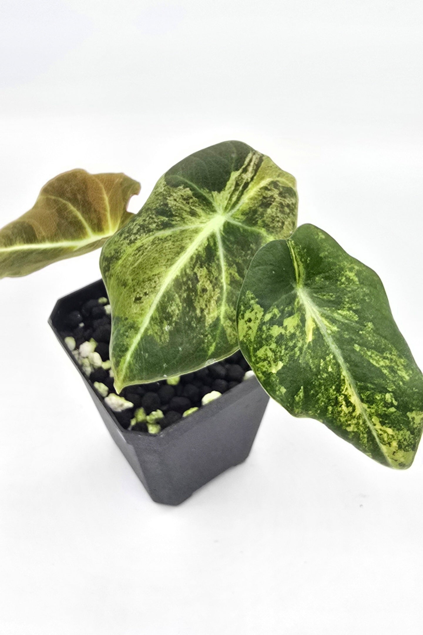 Alocasia Black Velvet Aurea Variegata