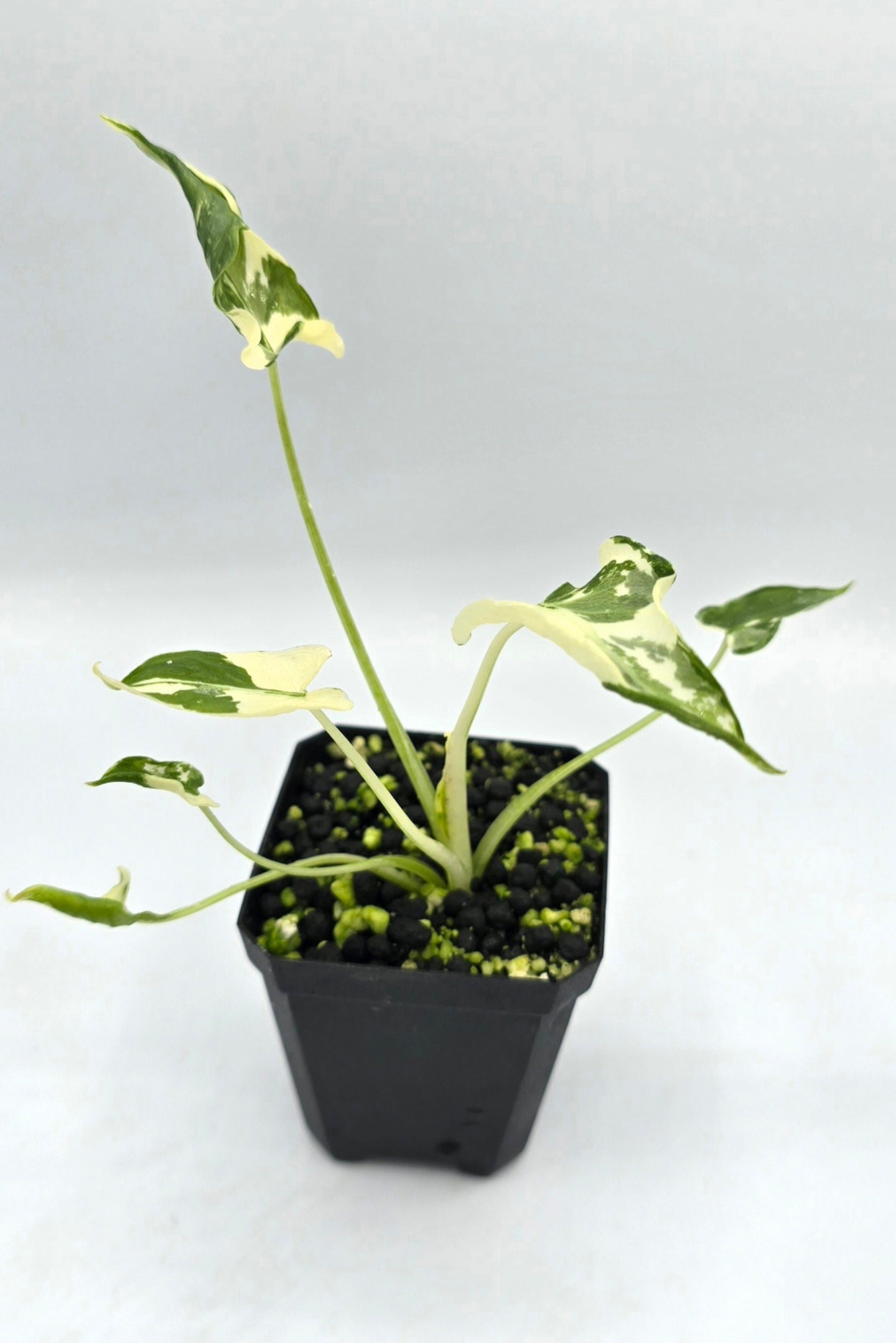 Alocasia Triangularis Crinkle Variegata