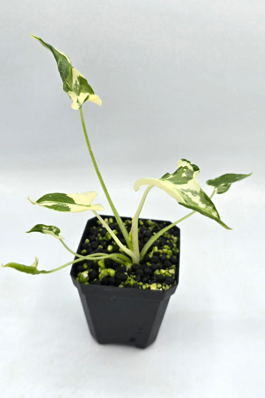 Alocasia Triangularis Crinkle Variegata