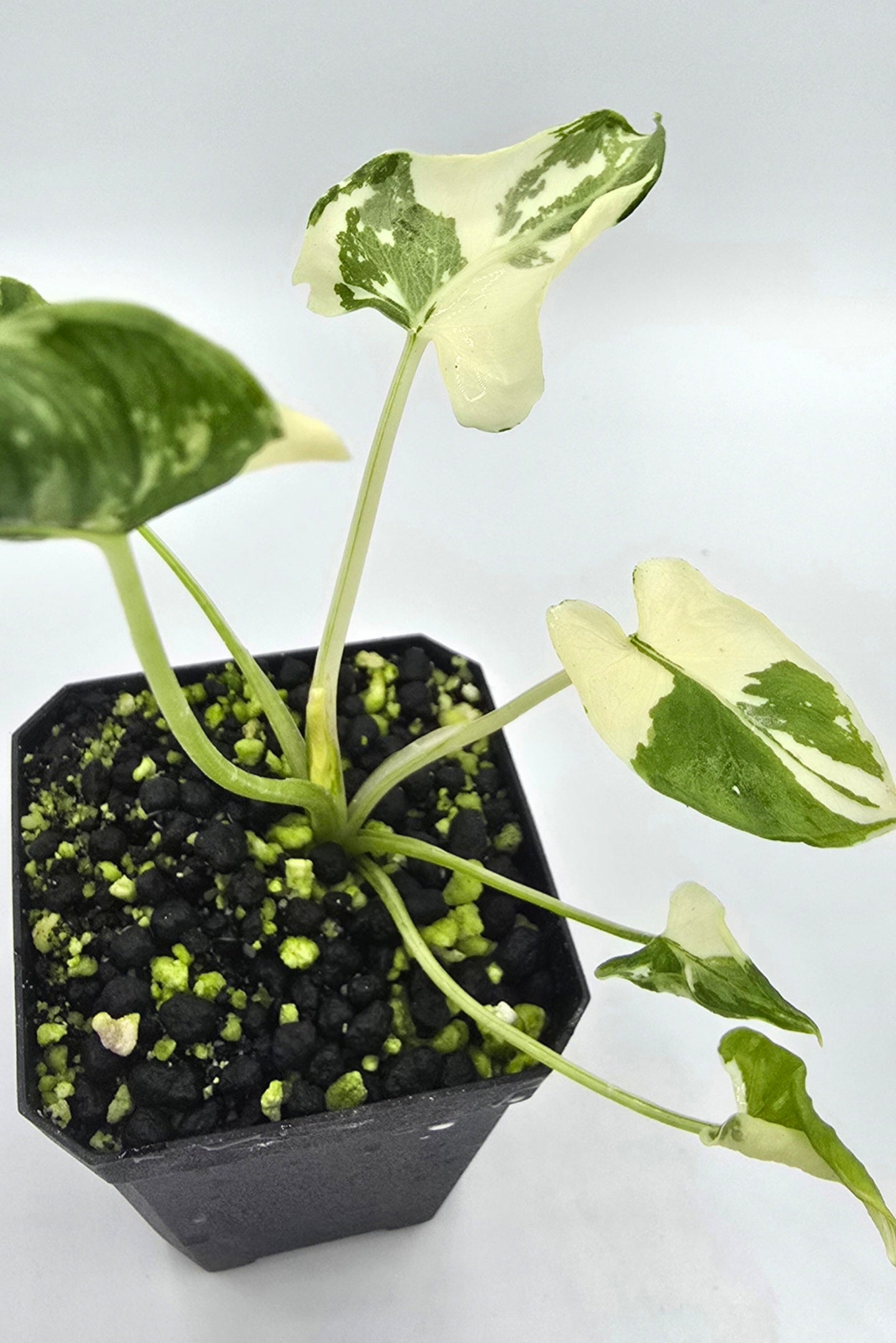 Alocasia Triangularis Crinkle Variegata