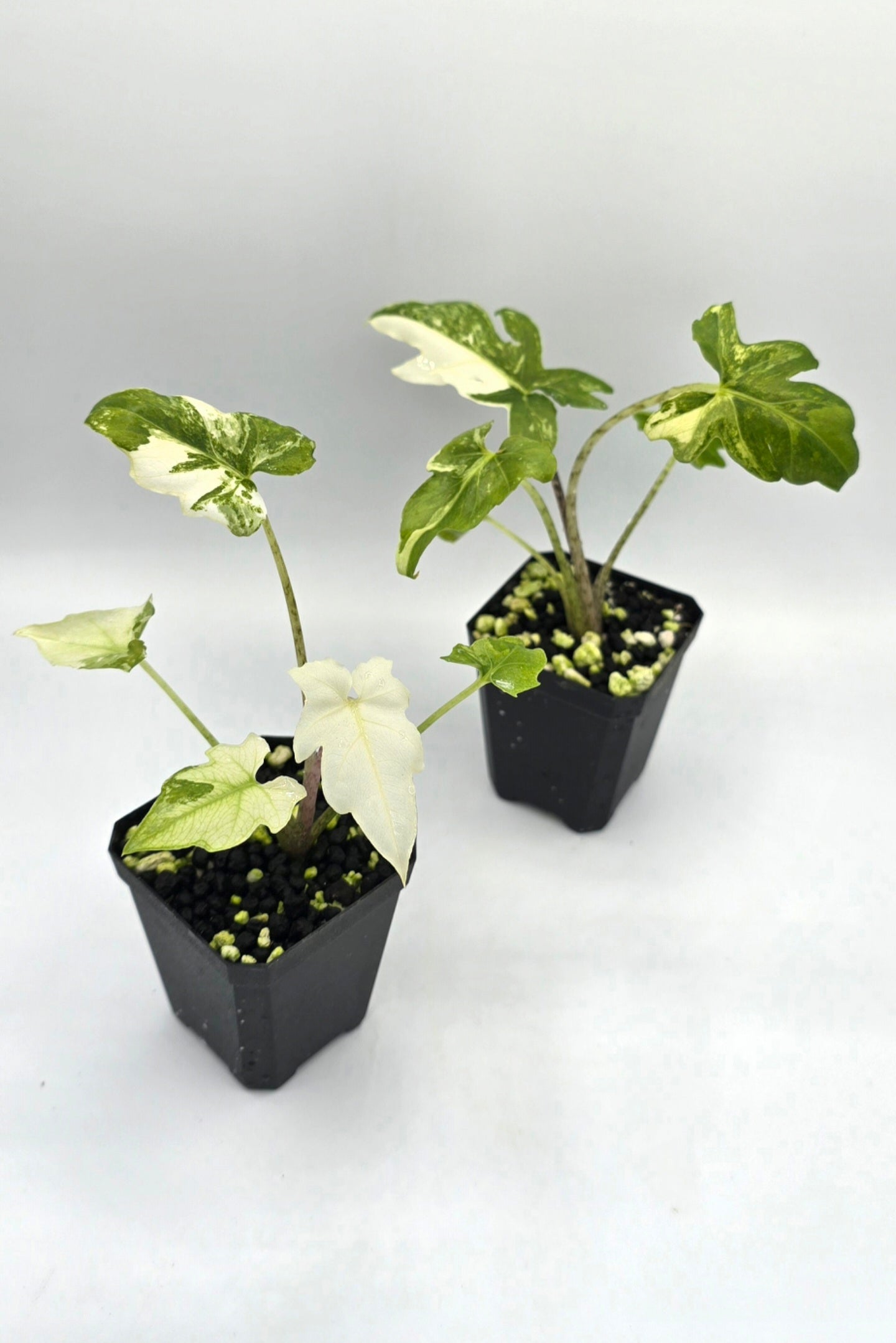 Alocasia Brancifolia Albo Variegata