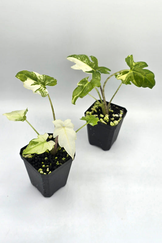 Alocasia Brancifolia Albo Variegata