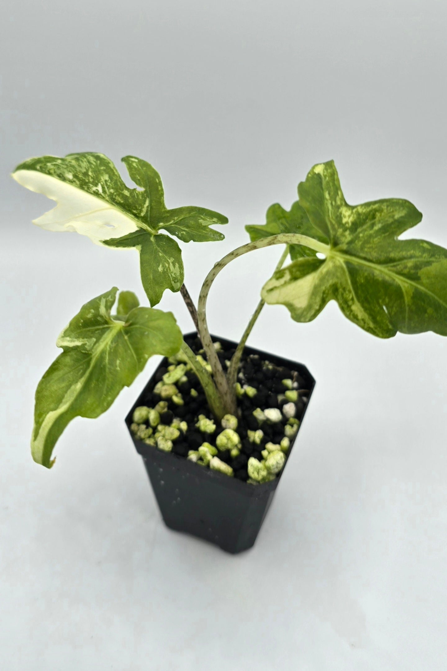 Alocasia Brancifolia Albo Variegata