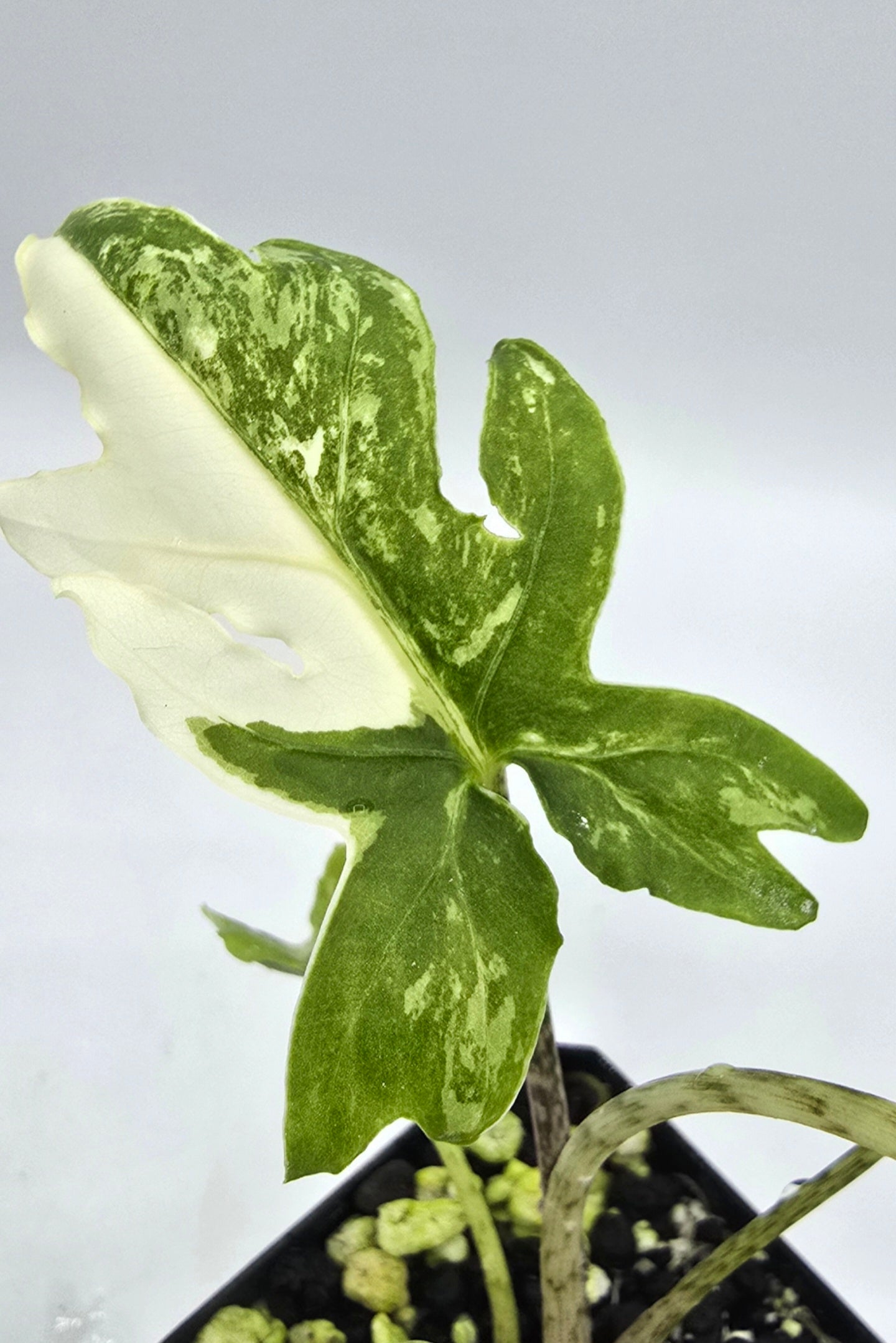 Alocasia Brancifolia Albo Variegata