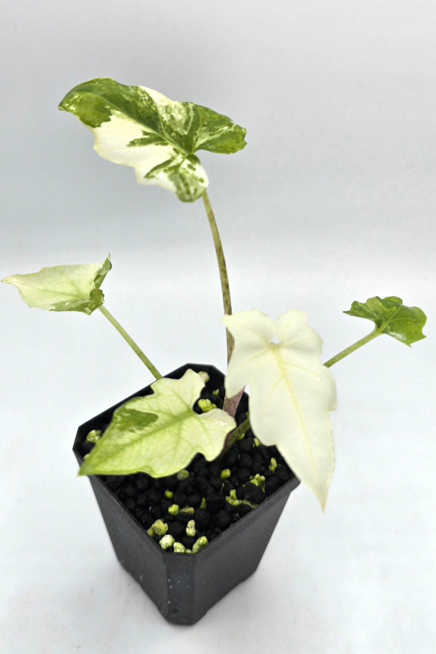 Alocasia Brancifolia Albo Variegata