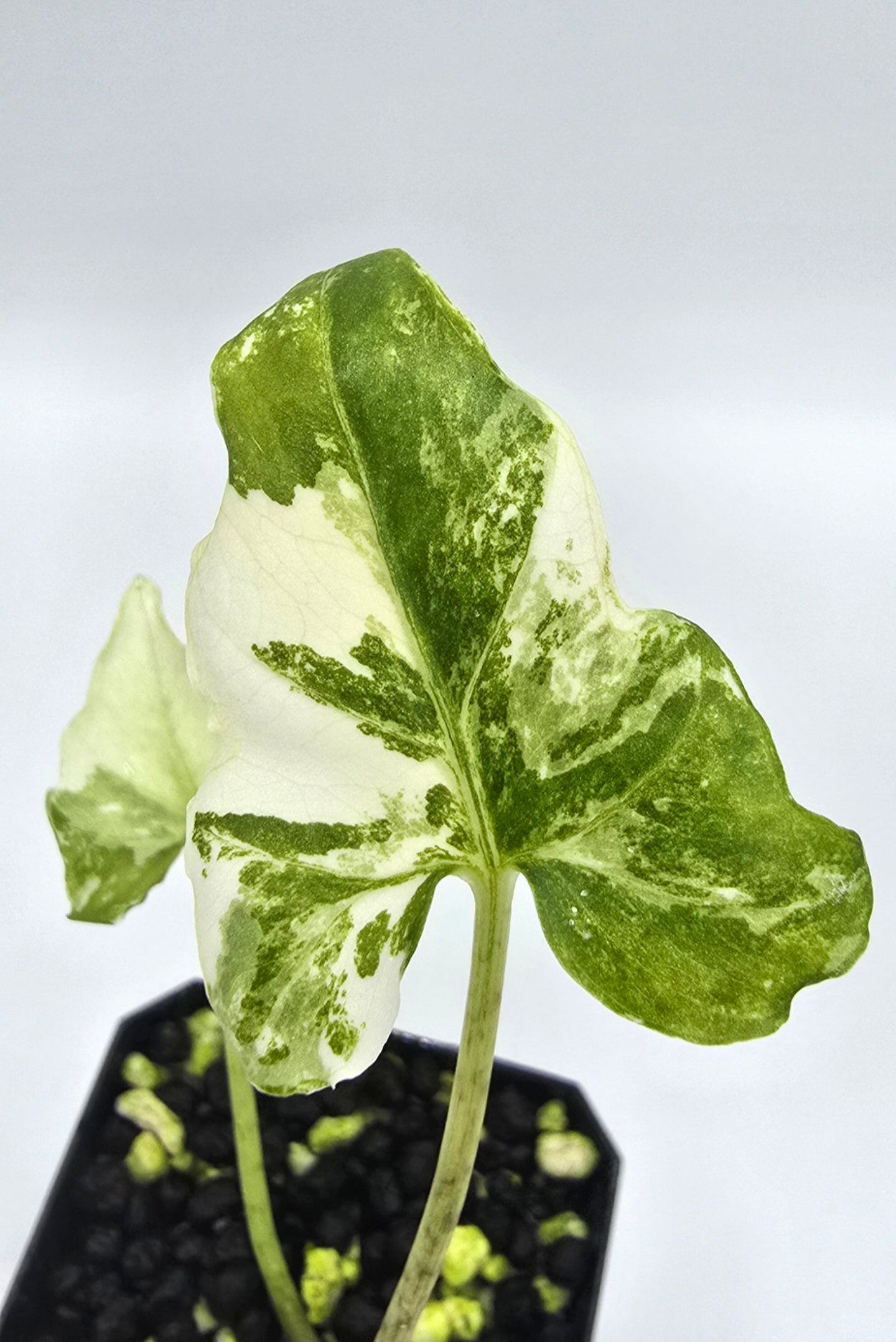 Alocasia Brancifolia Albo Variegata