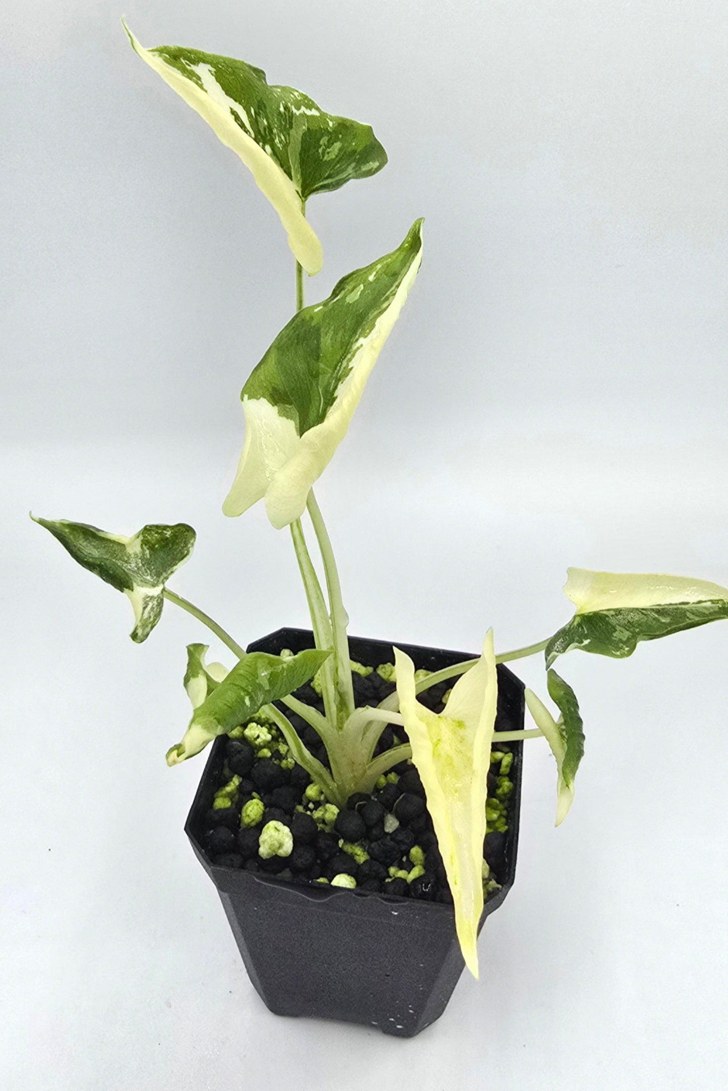 Alocasia Triangularis Crinkle Variegata