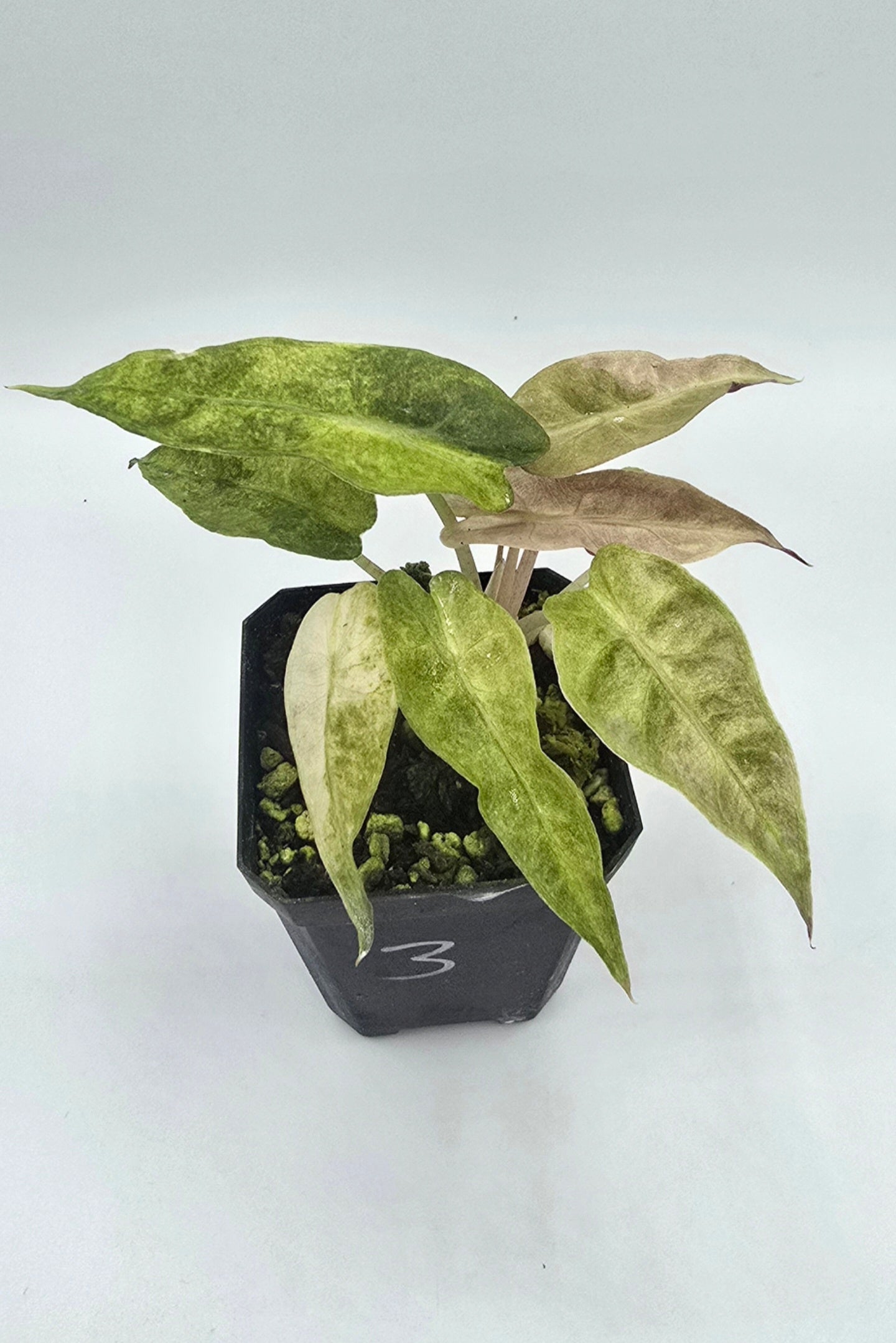 Alocasia Polly Aurea Variegata