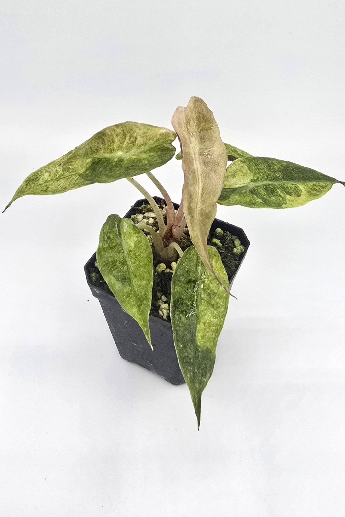 Alocasia Polly Aurea Variegata