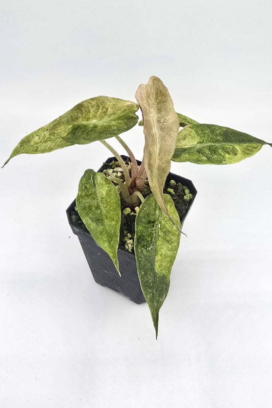 Alocasia Polly Aurea Variegata