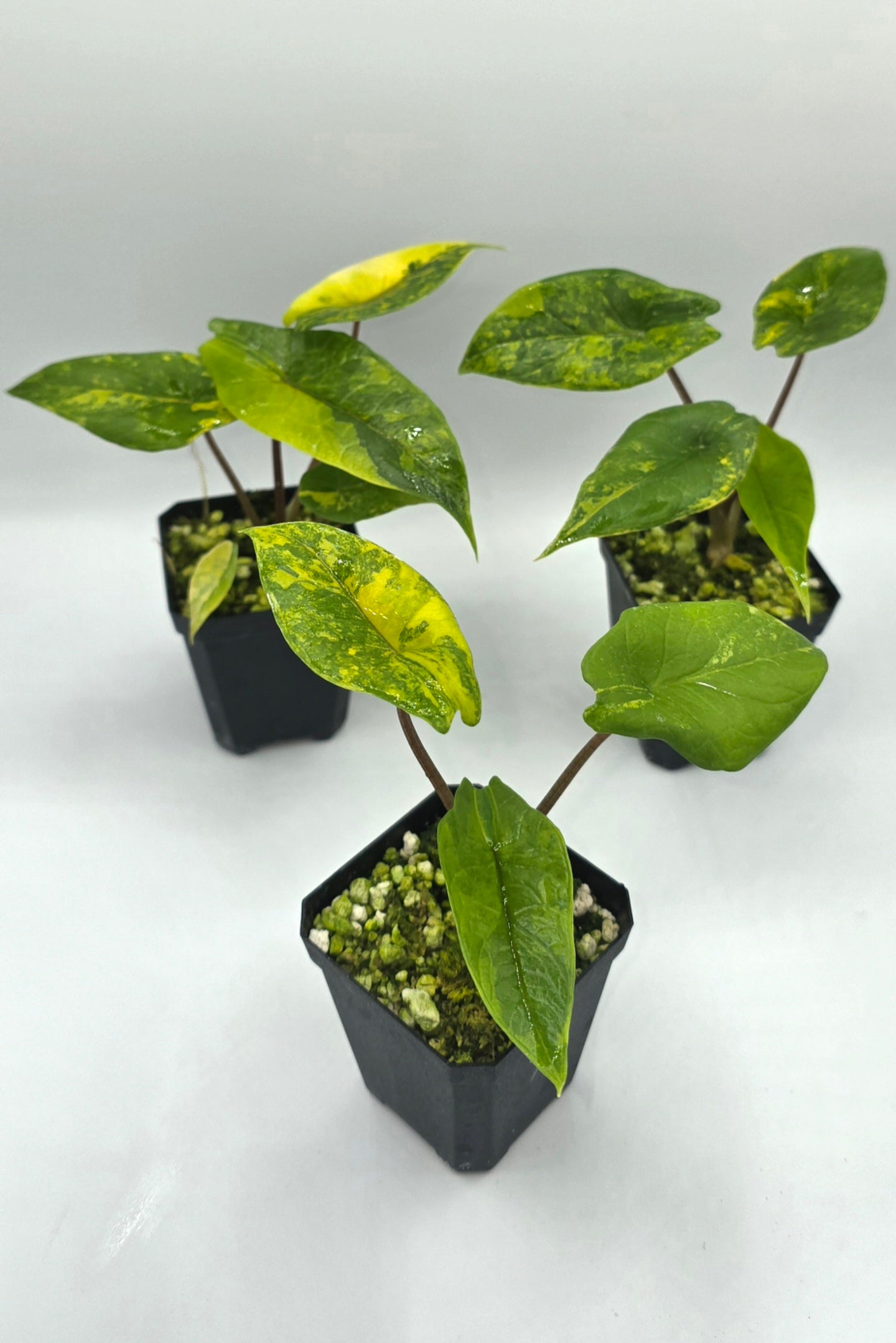 Alocasia Scalprum Aurea Variegata