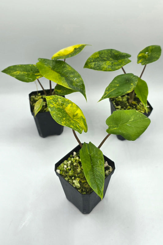 Alocasia Scalprum Aurea Variegata