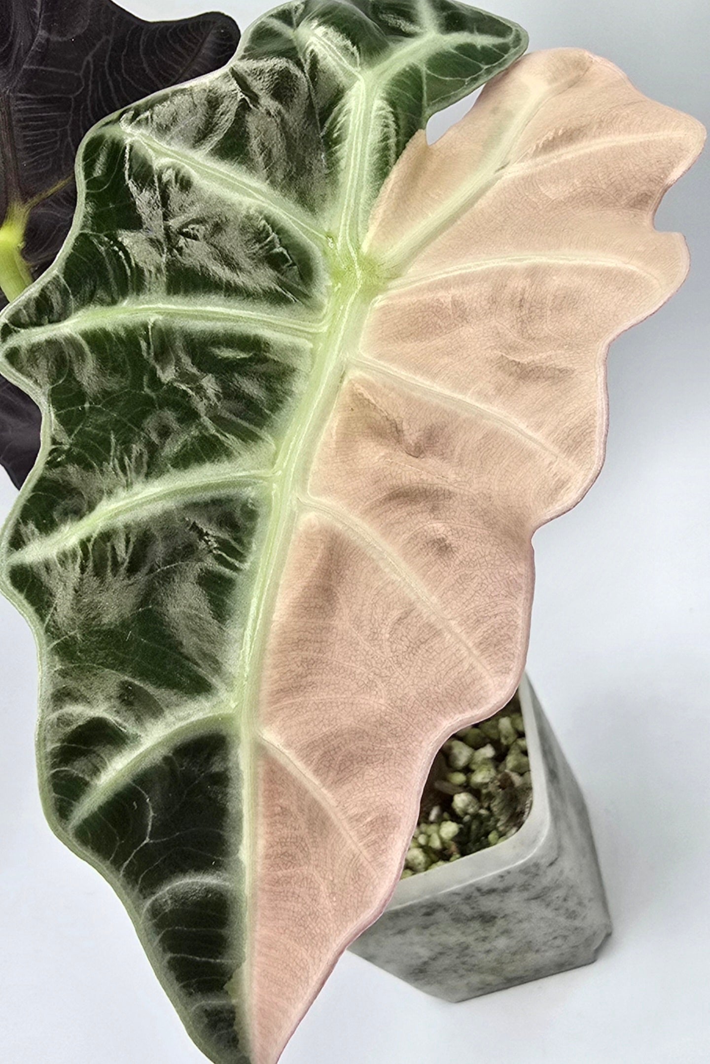 Alocasia Polly Snow Pink Superb Variegata