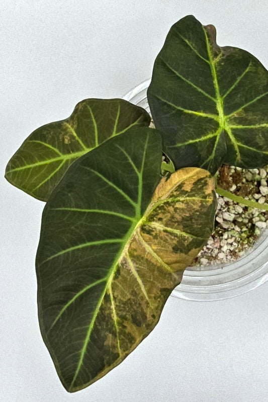 Alocasia Regal Shield Aurea Variegata Rhizome