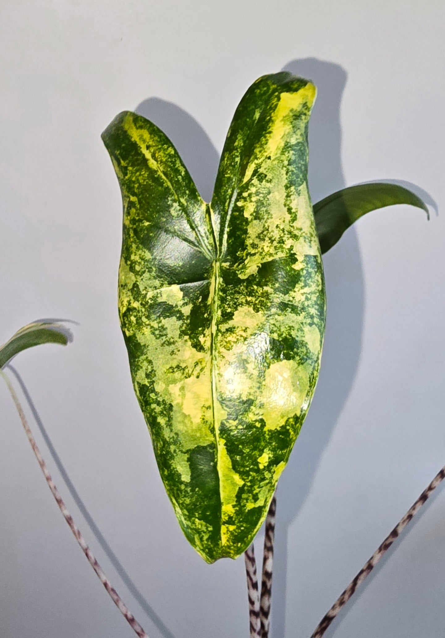Alocasia Zebrina Aurea Variegata Rhizome
