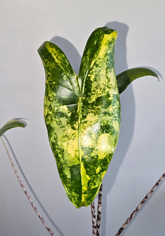 Alocasia Zebrina Aurea Variegata Rhizome