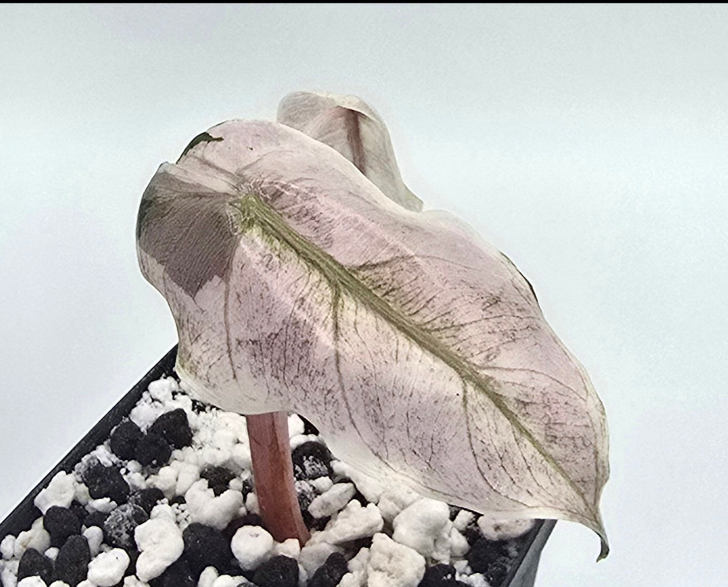 Alocasia Pink Dragon Stardust Variegata Rhizome