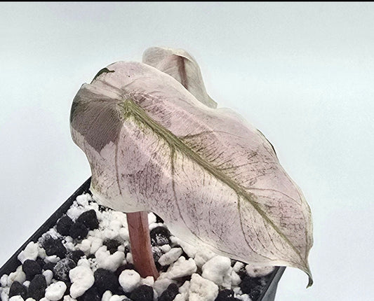 Alocasia Pink Dragon Stardust Variegata Rhizome