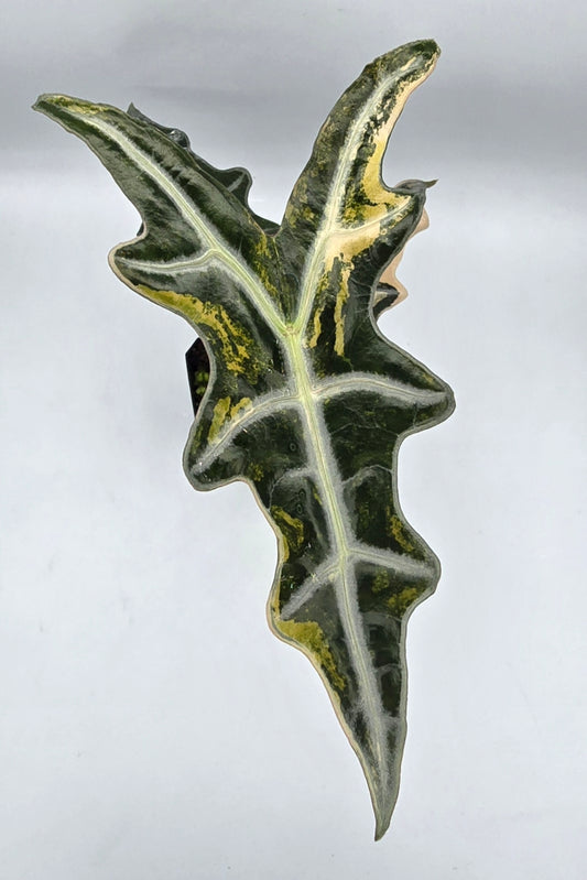 Alocasia Nobilis Aurea Variegata Rhizome