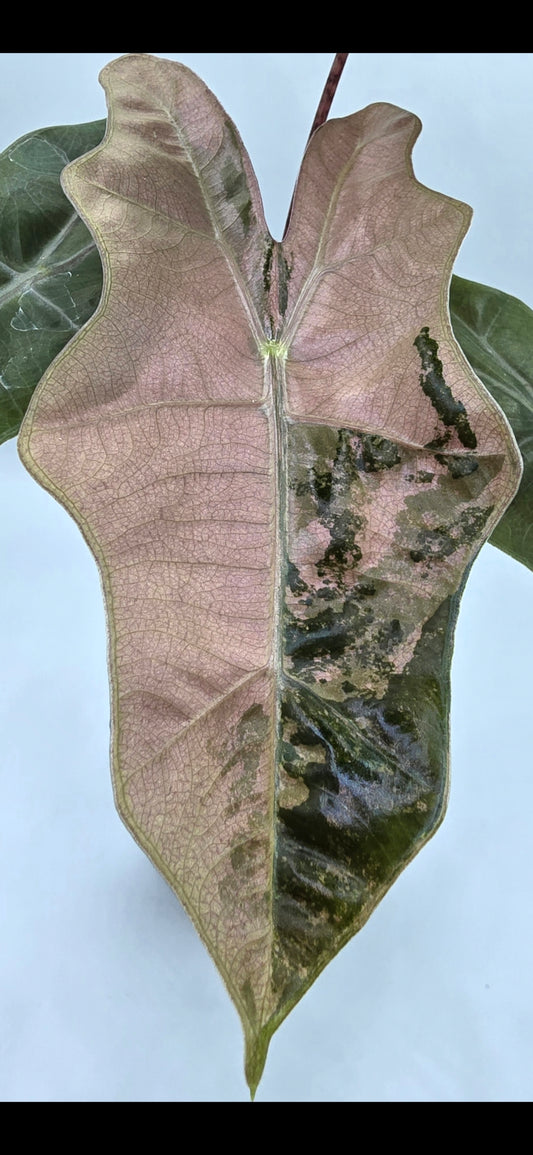 Alocasia Pseudo Sanderiana Pink Variegata Rhizome