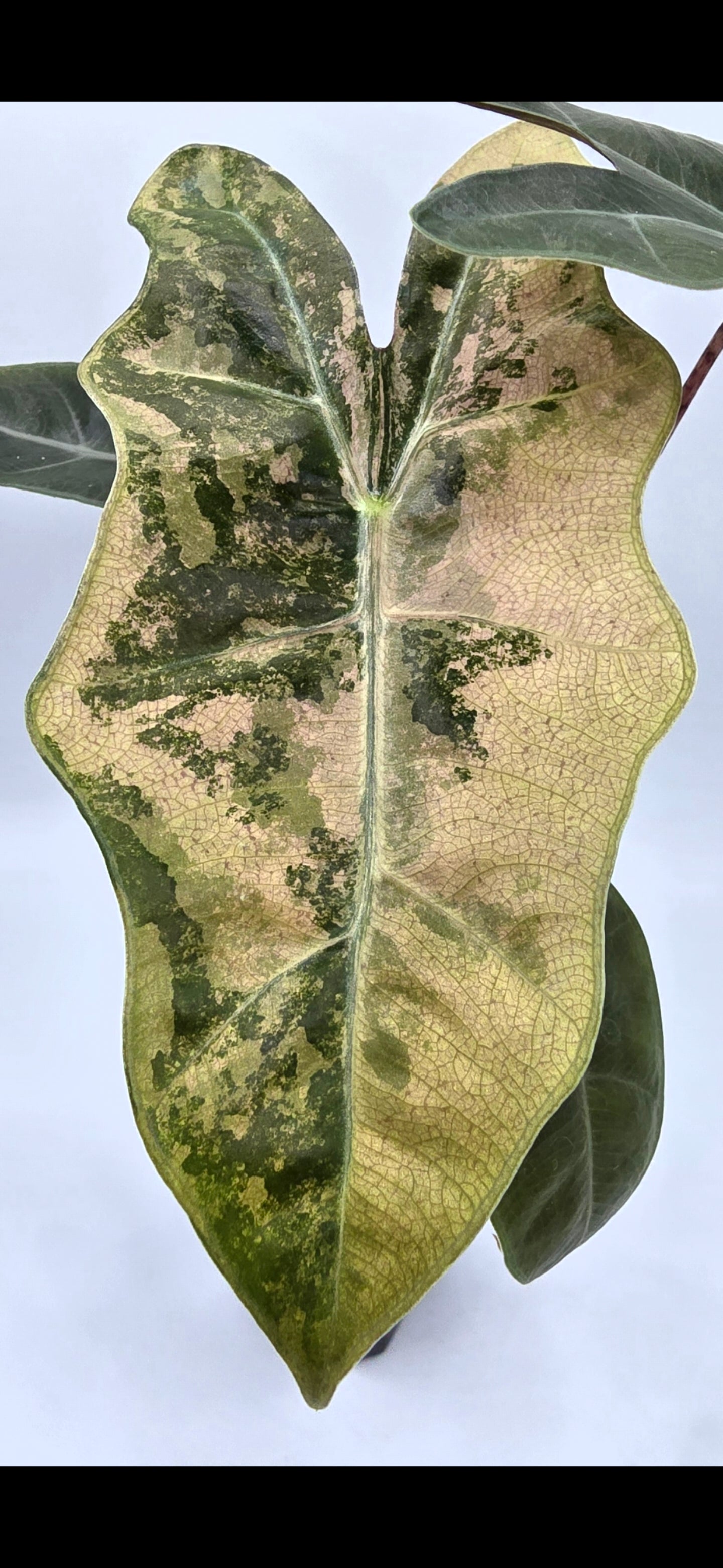 Alocasia Pseudo Sanderiana Pink Variegata Rhizome