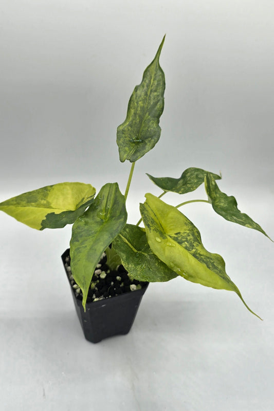 Alocasia Heterophylla Dragon Breath Aurea Variegata