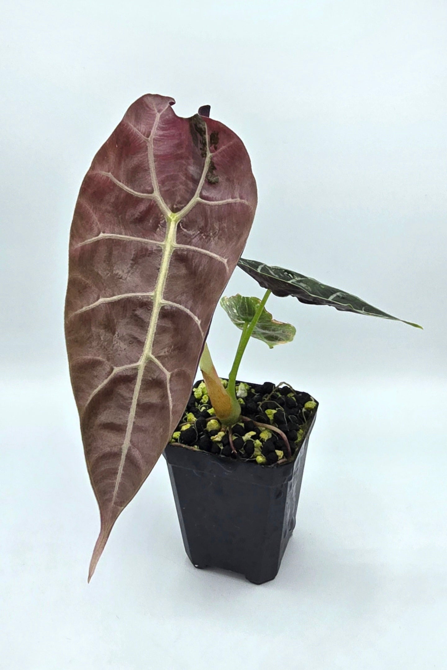 Alocasia Watsoniana Pink Doff Variegata