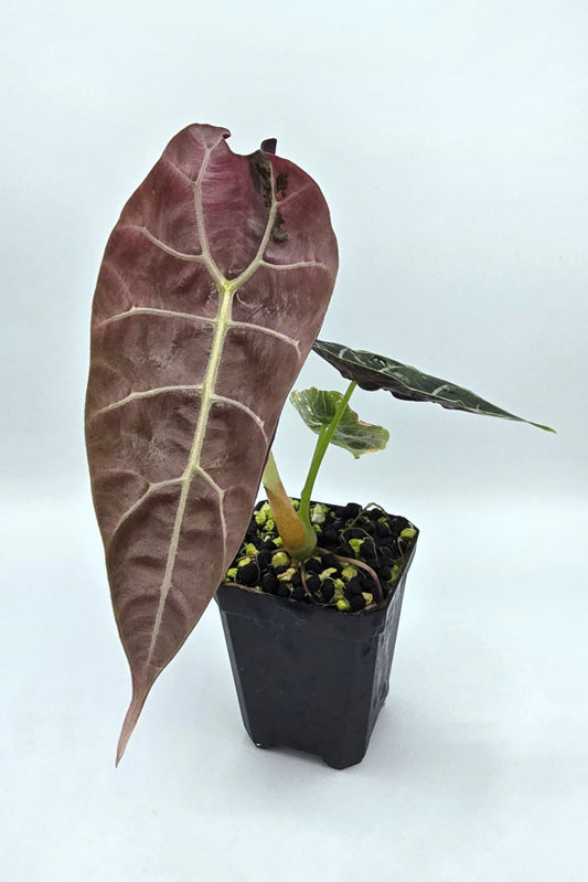 Alocasia Watsoniana Pink Doff Variegata