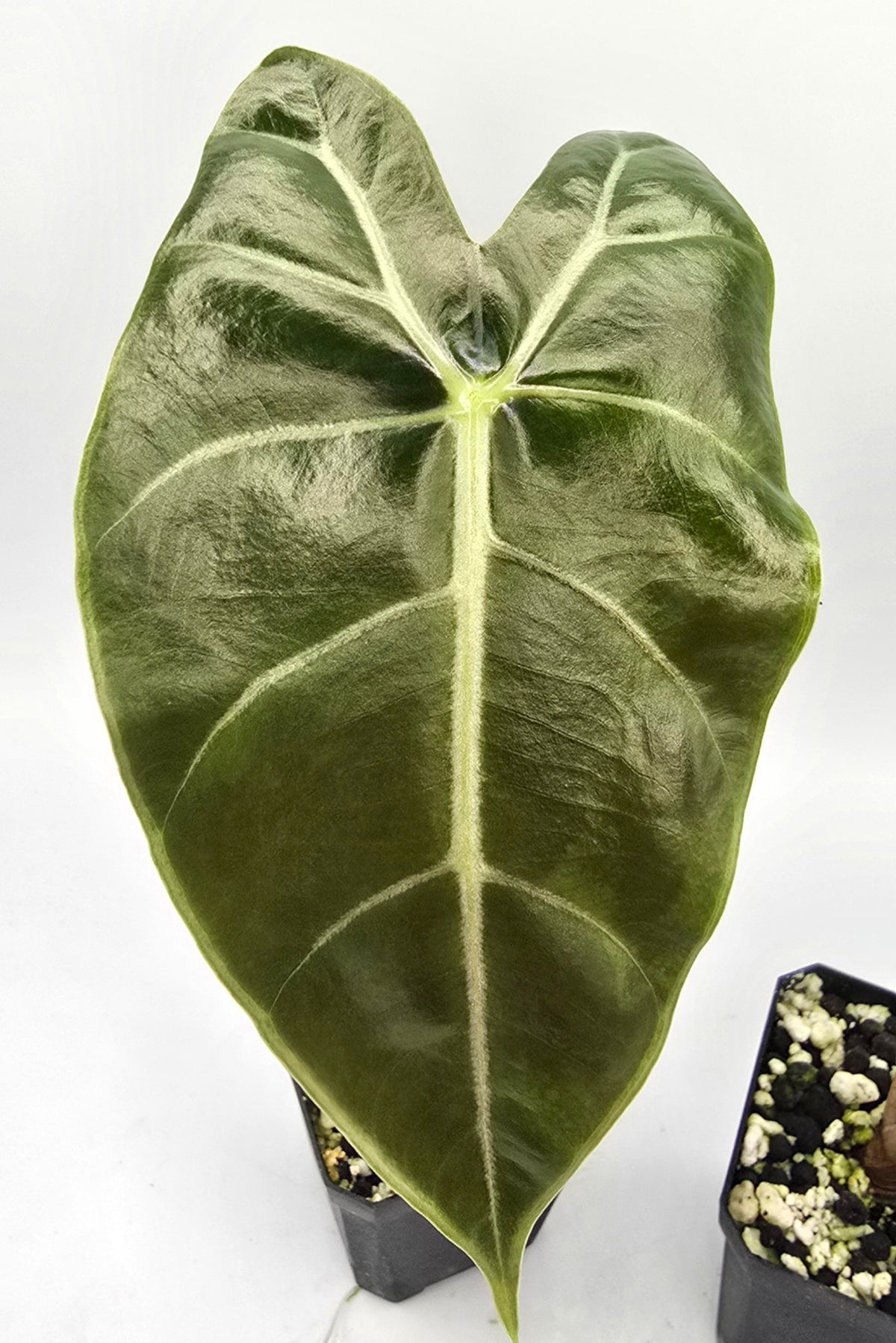 Alocasia Longiloba Suhirmaniana Purple Vein