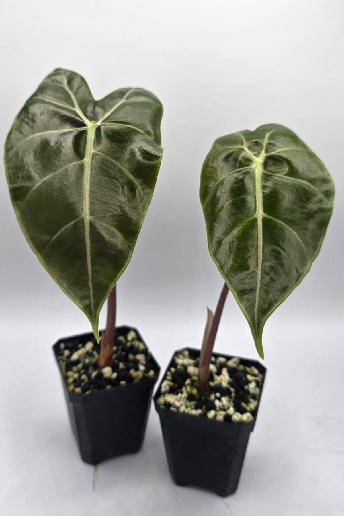 Alocasia Longiloba Suhirmaniana Purple Vein
