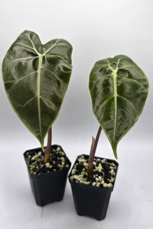 Alocasia Longiloba Suhirmaniana Purple Vein