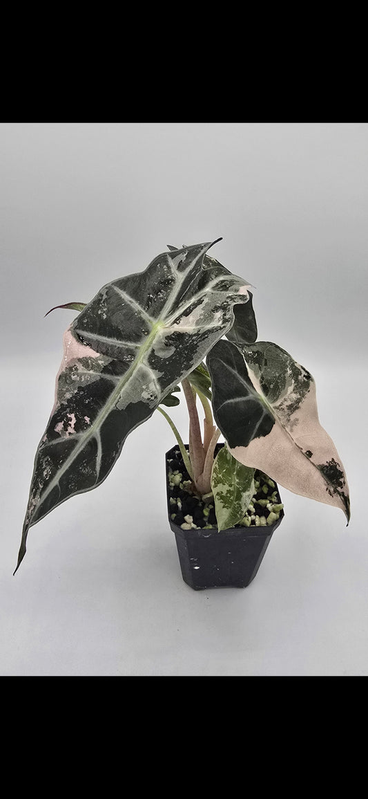 Alocasia Polly Snowflake Pink Variegata