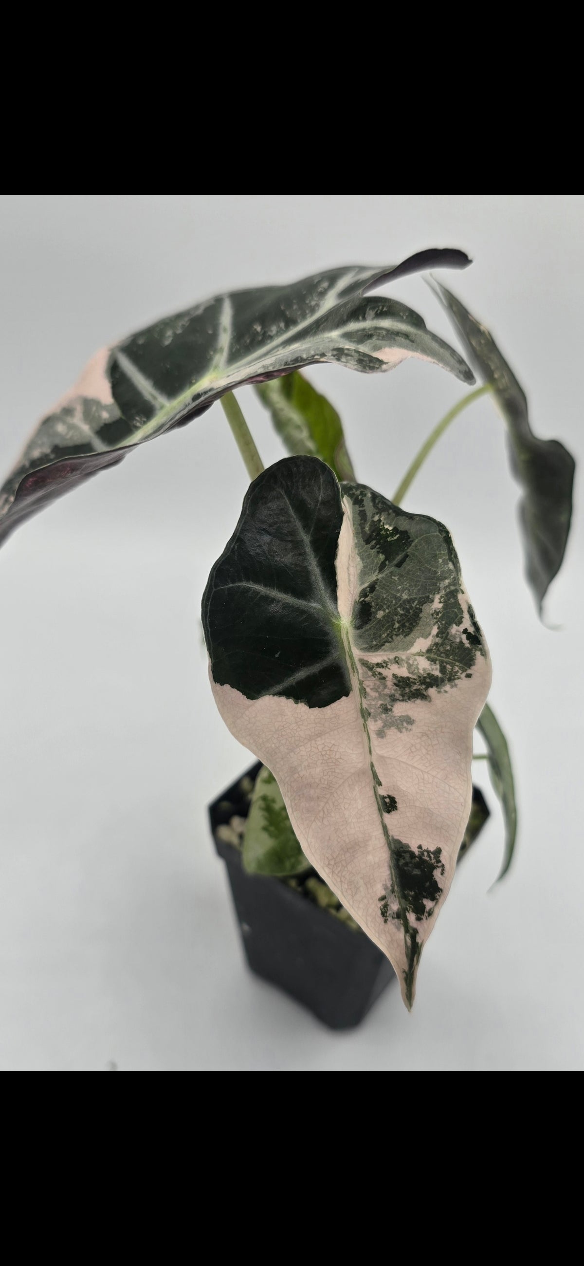 Alocasia Polly Snowflake Pink Variegata